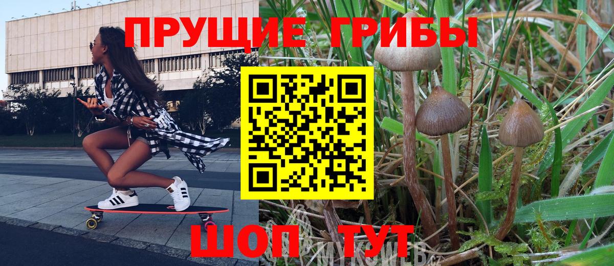 Галлюциногенные грибы Psilocybe Кузнецк